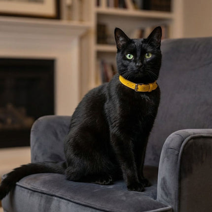Coleira Gato Couro Premium Amarela 02