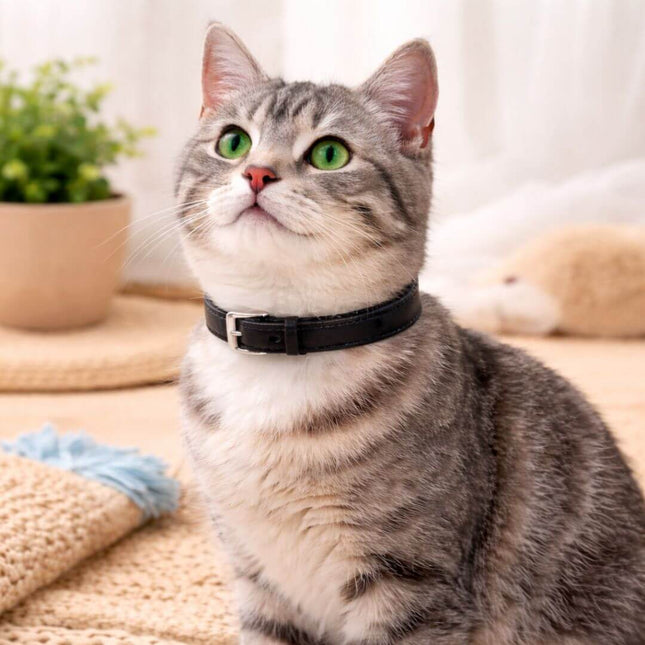Coleira Gato Couro Premium Preta 02