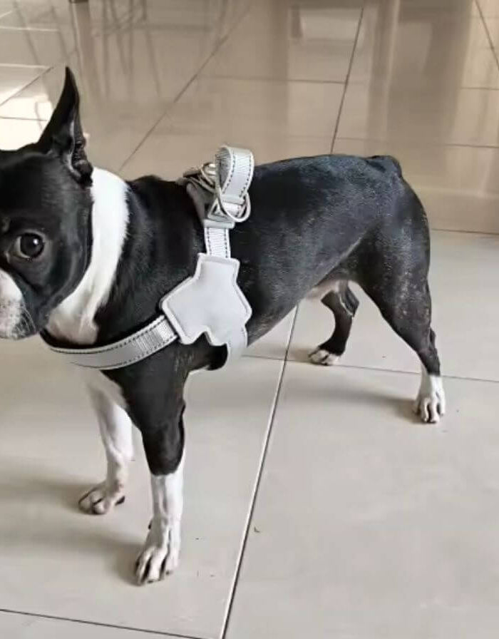 Coleira para cao avaliacao