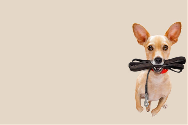 coleira_cao_passeio_01