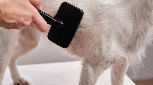 escovas_para_caes_08