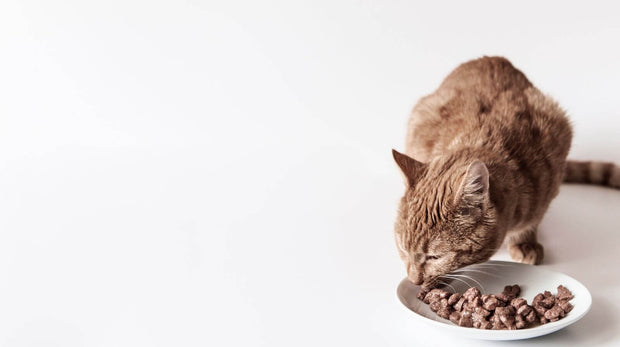 refeicao_tranquila_01